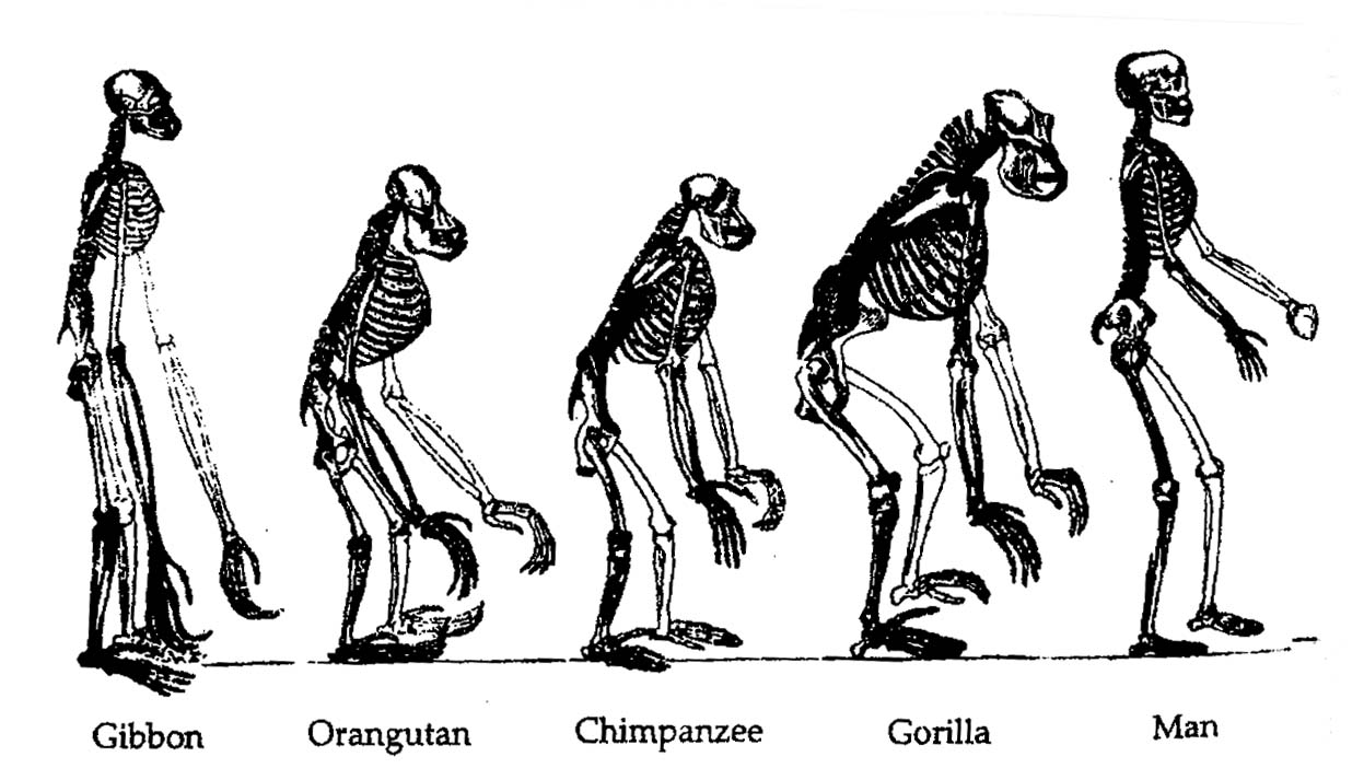 Animals Evolution